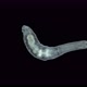 Worm Chaetogaster Sp - VideoHive Item for Sale