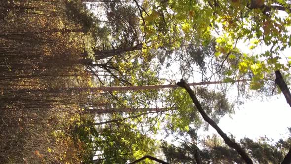 Vertical Video of Forest Landscape in Autumn Slow Motion