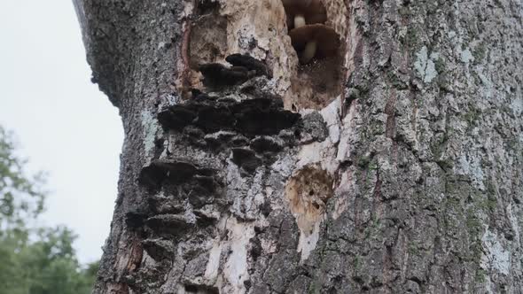 arborist tree surgeon for rotting tree caused by fungus