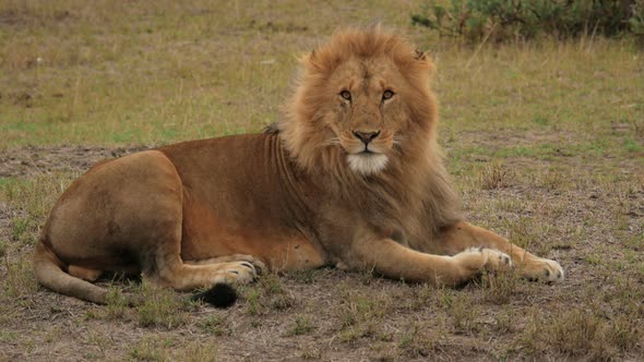 African lion lying on the ground