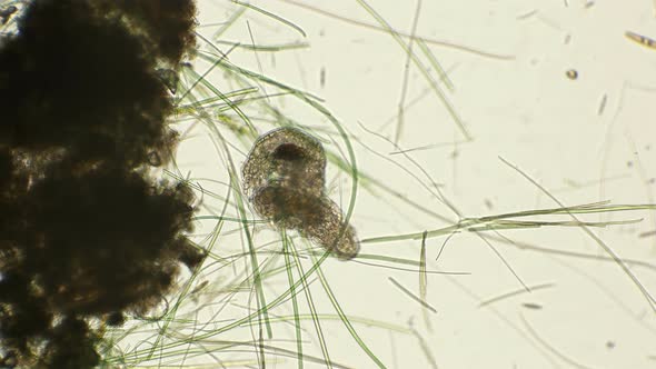 Mating of Two Silent Tardigrada