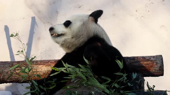 Cute Hungry Animal Gets Favorite Food