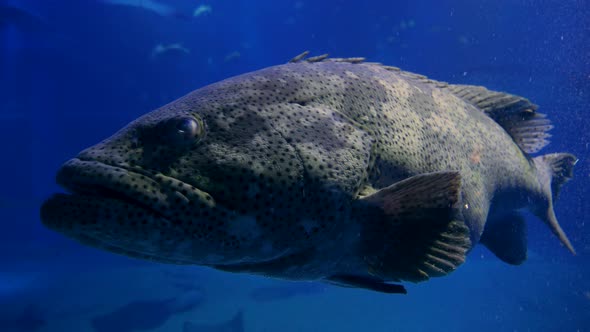 Close Up to a Huge Ugly Grouper Fish Under the Water