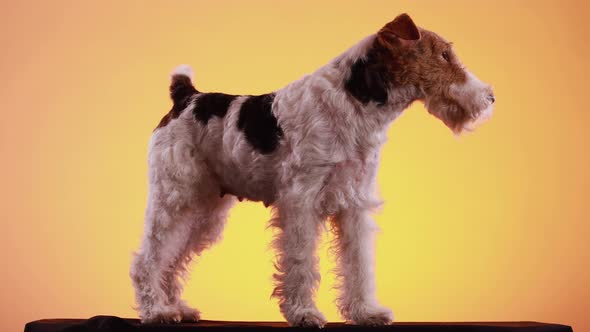 Fox Terrier Stands in Full Growth in the Studio on a Black Bedspread on a Yellow Orange Gradient