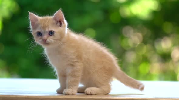 Cute Orange Kitten Sitting And Crying On Wood Table
