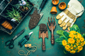 Spring gardening concept - gardening tools with plants, flowerpots and soil - PhotoDune Item for Sale
