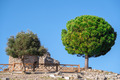 A lush green round pine tree and olive tree against a blue sky on a sunny day. Natural wallpaper. - PhotoDune Item for Sale