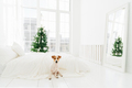 jack russell terrier dog poses on floor near bed, enjoys Christmas time - PhotoDune Item for Sale
