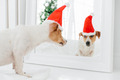 Funny jack russell terrier dog looks in mirror, wears red Santa Claus hat, poses in modern apartment - PhotoDune Item for Sale