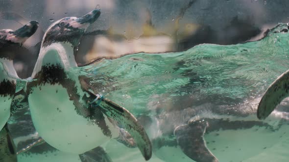 Adorable Magellanic Penguins Swimming In An Aquarium. Spheniscus Magellanicus. close up, slow motion