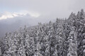 Winter trees - PhotoDune Item for Sale