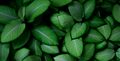 Closeup green leaves of tropical plant in garden. Dense green leaf with beauty pattern texture. - PhotoDune Item for Sale