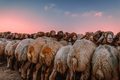 Sheep paddock on the pasture - PhotoDune Item for Sale