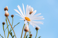 Beautiful gentle white daisy flowers - PhotoDune Item for Sale