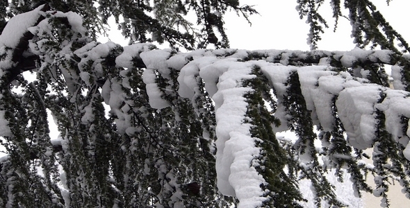 Snow and Tree 1