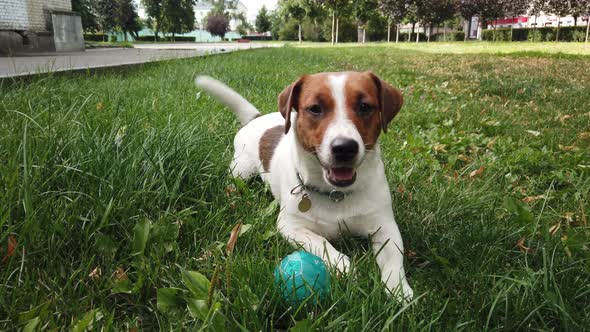 Happy Terrier Puppy with Toy Outdoors