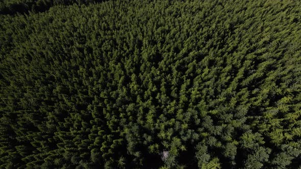 Drone Top View Of Evergreen Trees In Mountain Forest Background