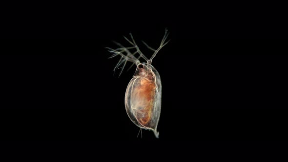 Water Flea Daphnia Pulex Under a Microscope Class Branchiopoda