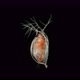 Water Flea Daphnia Pulex Under a Microscope Class Branchiopoda - VideoHive Item for Sale