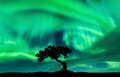 Northern lights over the alone tree at night. Aurora borealis - PhotoDune Item for Sale