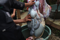The process of cutting meat for the celebration of Eid al-Adha - PhotoDune Item for Sale