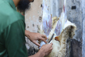 Muslims help in halal slaughtering part of a sheep during Eid Al-Adha Al Mubarak - PhotoDune Item for Sale