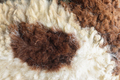 Sheep fur. Wool texture. Closeup background. - PhotoDune Item for Sale
