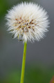 Up Close Photo of  bright white Dandelion Flower - PhotoDune Item for Sale