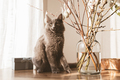 A cute gray cat helps decorate the house for Easter. Kitten next to a bouquet of willow  - PhotoDune Item for Sale