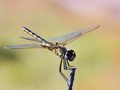 Dragonfly - Okavango Delta - Botswana - PhotoDune Item for Sale
