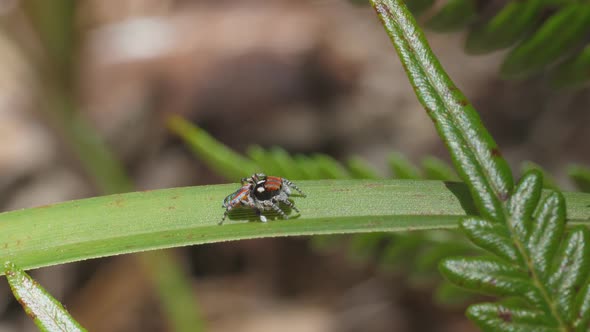 high frame rate clip of a male maratus volans fending off an ant