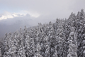 Trees in winter - PhotoDune Item for Sale