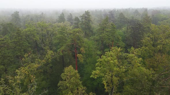 Fog in the Forest Aerial View