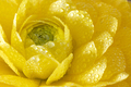 Tender yellow flower - PhotoDune Item for Sale