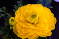 Tender yellow ranunculus flower and bud - PhotoDune Item for Sale