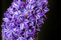hyacinth  - PhotoDune Item for Sale