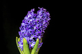 violet flowers, isolated on a black background - PhotoDune Item for Sale