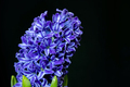 hyacinth blue flowers - PhotoDune Item for Sale