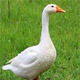 Goose Cackle