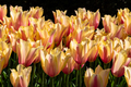 Colorful spring fresh dutch tulips. Assorted colors. Yellow and pink - PhotoDune Item for Sale