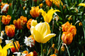 Colorful spring fresh dutch tulips. Yellow color - PhotoDune Item for Sale