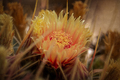 Flowering Barrel Cactus Yellow and Orange - PhotoDune Item for Sale