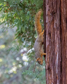 Red tailed Squirrel climbing down a redwood tree perfectly vertical - PhotoDune Item for Sale