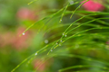 Rain drops gather on the tips of this plants green blades - PhotoDune Item for Sale