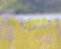 Lupine purple wildflowers in their infancy in tall green grass Selective Focus - PhotoDune Item for Sale