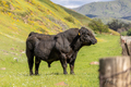 Big black bull standing in a green field against a hill of yellow wildflowers - PhotoDune Item for Sale