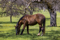 Pretty horse grazing in a field of wildflowers and under a big oak tree - PhotoDune Item for Sale