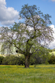 Big tall Oak Tree in front of a blue sky with white puffy clouds and yellow wildflowers under - PhotoDune Item for Sale