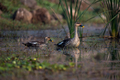 Spot billed duck birds swimming in the wetlands - PhotoDune Item for Sale
