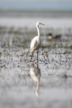 White Egret bird in its habitat in the wetlands - PhotoDune Item for Sale